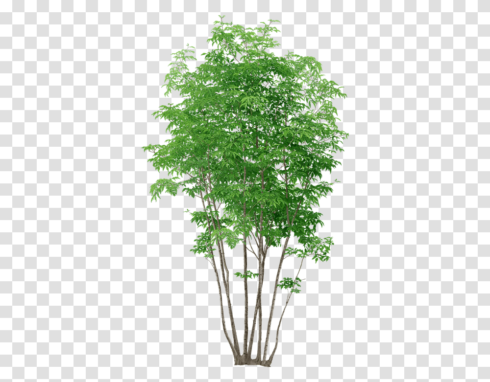 Trees Without Background Tree Plants, Maple, Leaf Transparent Png
