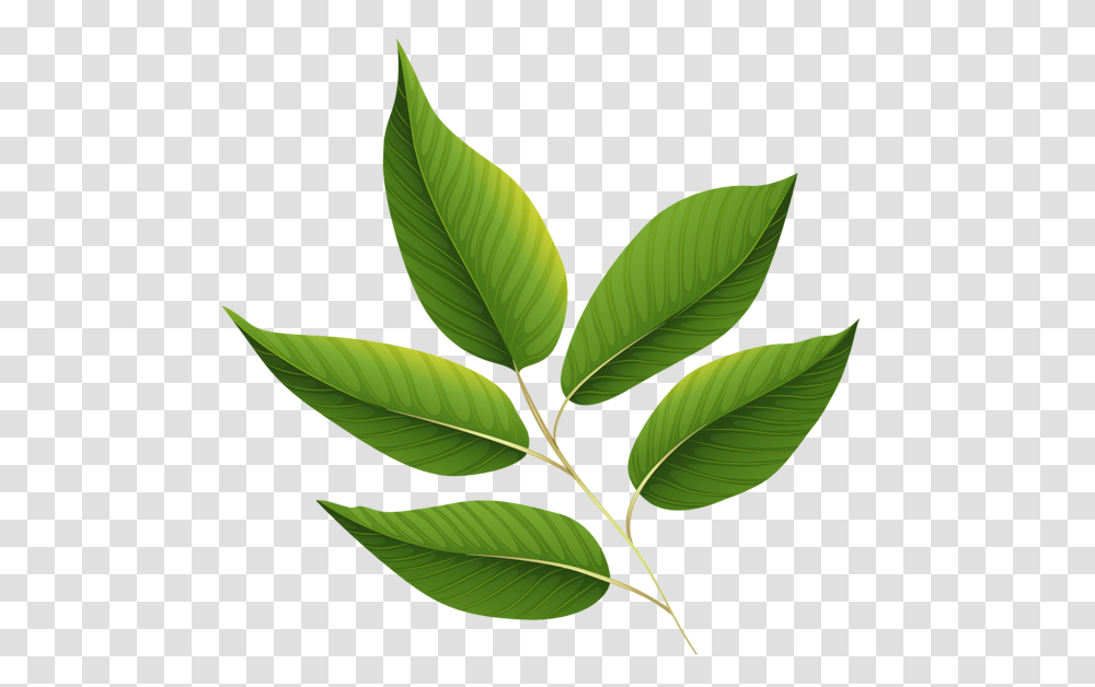 Treestreestreessee How The Speak Leaves, Leaf, Plant, Green, Vegetation Transparent Png