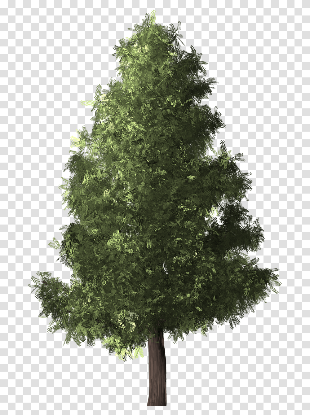 Treewhite Pineshortleaf Black Spruceyellow Firoregon, Plant, Christmas Tree, Ornament, Outdoors Transparent Png
