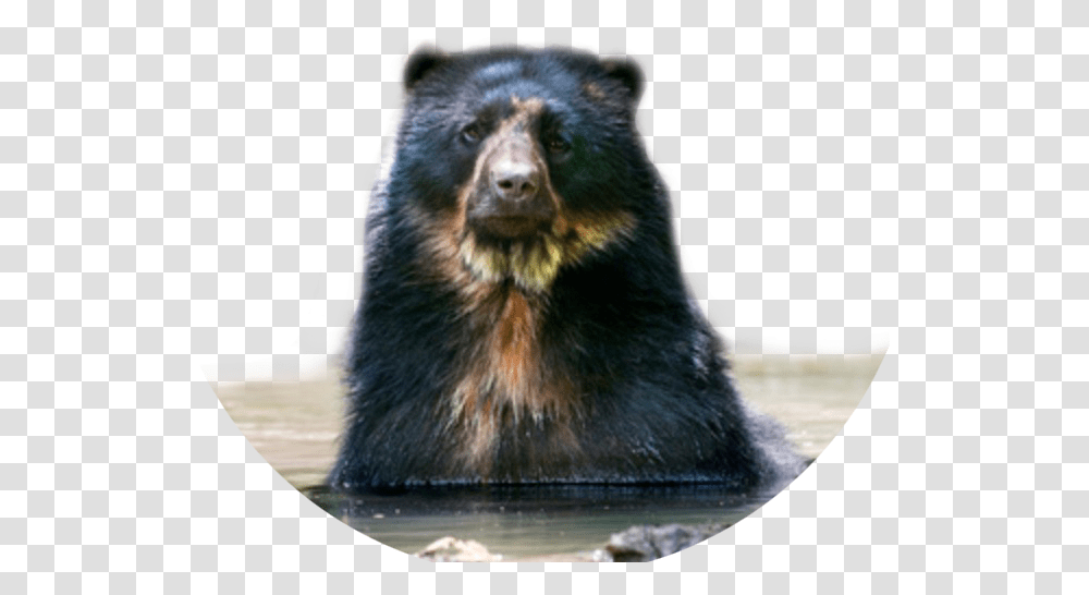 Tremarctos Ornatus Spectacled Bear Oso De Anteojos, Wildlife, Mammal, Animal, Black Bear Transparent Png