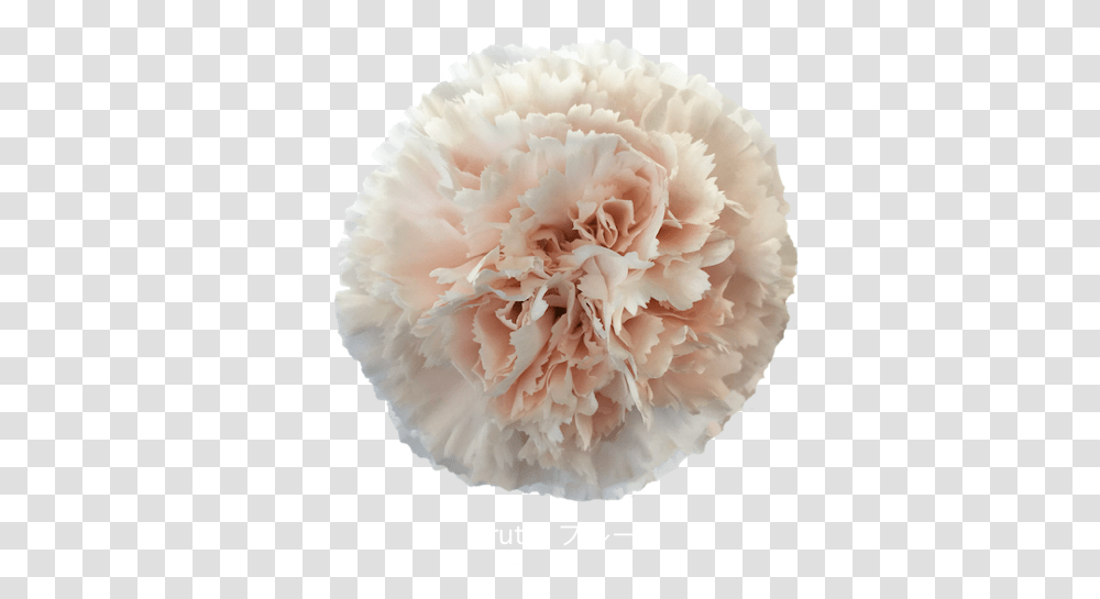 Trending Carnations Perfect For Your Diy Wedding Flowers, Plant, Blossom, Rose Transparent Png