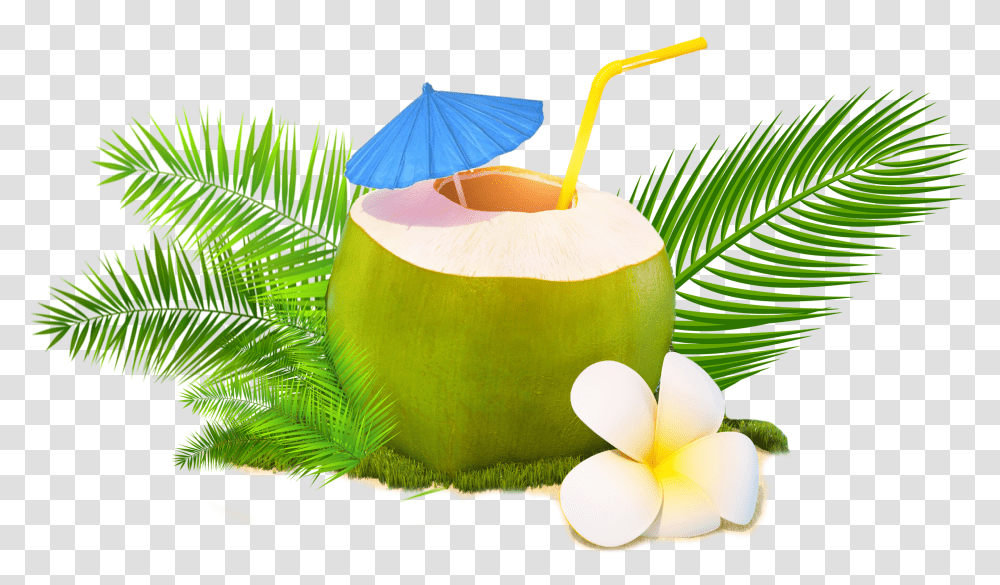 Trendy Coconut, Plant, Vegetable, Food, Fruit Transparent Png