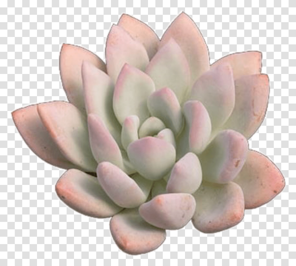 Trendy Succulent Plant Pink Basic Vsco Pngs White Mexican Rose Transparent Png