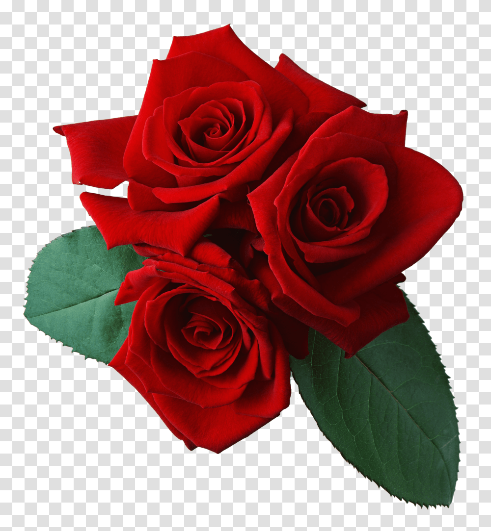 Tres Rosas Transparente, Rose, Flower, Plant, Blossom Transparent Png