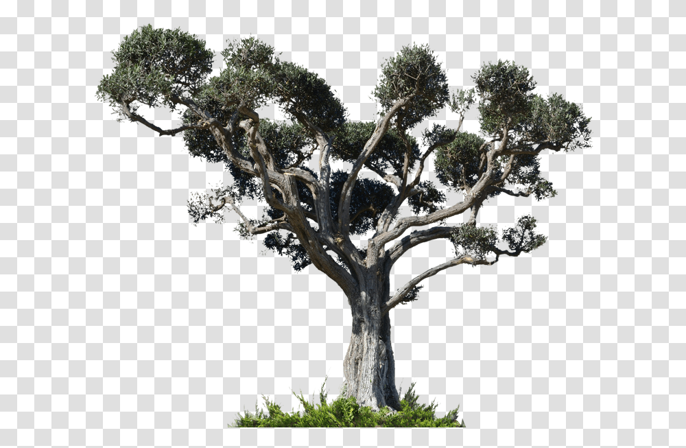 Tress Stock Photography, Tree, Plant, Tree Trunk, Potted Plant Transparent Png