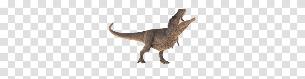 Trex Image, T-Rex, Dinosaur, Reptile, Animal Transparent Png