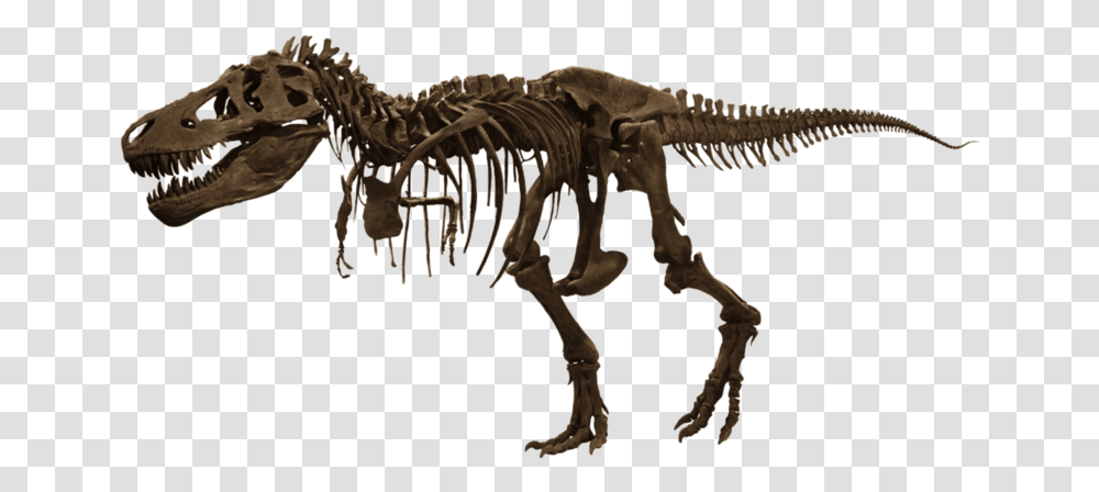 Trex Skelet T Rex Fossil, Dinosaur, Reptile, Animal, T-Rex Transparent Png