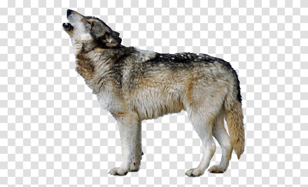 Triangle Hd Download Download Aninmals Part, Wolf, Mammal, Animal, Coyote Transparent Png