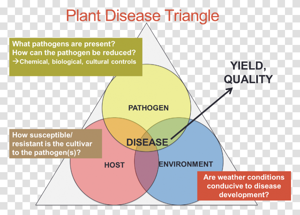 Triangle Of Disease Development In Plants, Vegetation, Nature, Outdoors, Rainforest Transparent Png