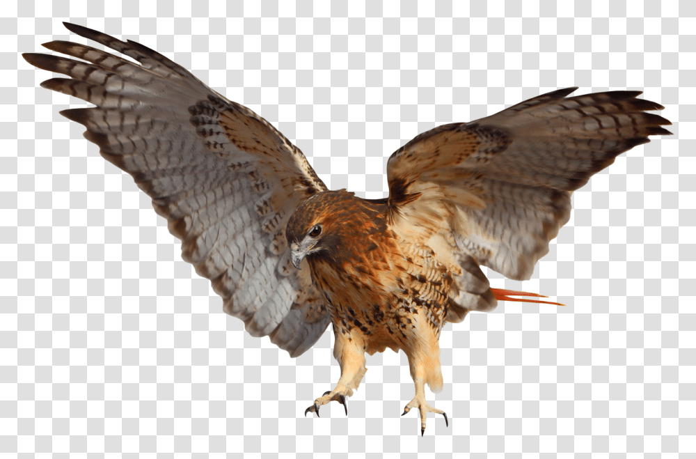 Tribal Impressions Rrd El Red Tailed Hawk, Buzzard, Bird, Animal, Vulture Transparent Png