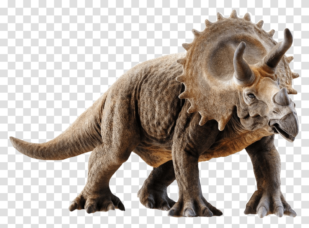 Triceratops 3d Model Triceratops, Lion, Wildlife, Mammal, Animal Transparent Png