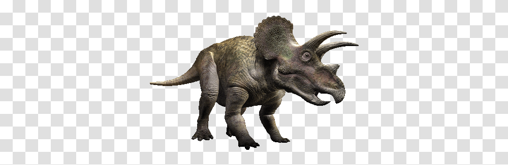 Triceratops, Dinosaur, Reptile, Animal, T-Rex Transparent Png