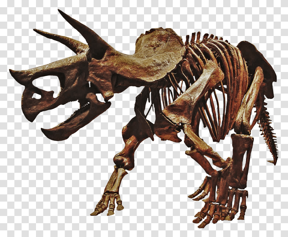 Triceratops Dinosaur Skeleton Download Dinosaurs Skeleton, Animal, Reptile, Fungus, T-Rex Transparent Png