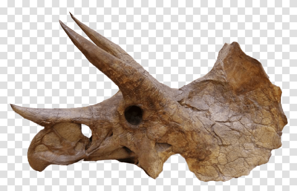 Triceratops Head Bones, Dinosaur, Reptile, Animal, T-Rex Transparent Png