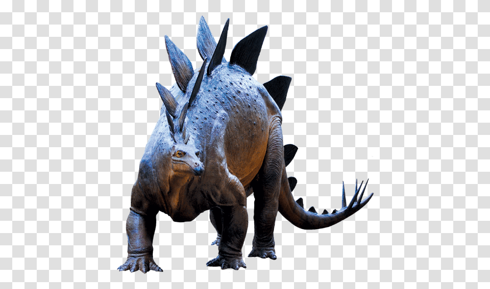 Triceratops, T-Rex, Dinosaur, Reptile, Animal Transparent Png