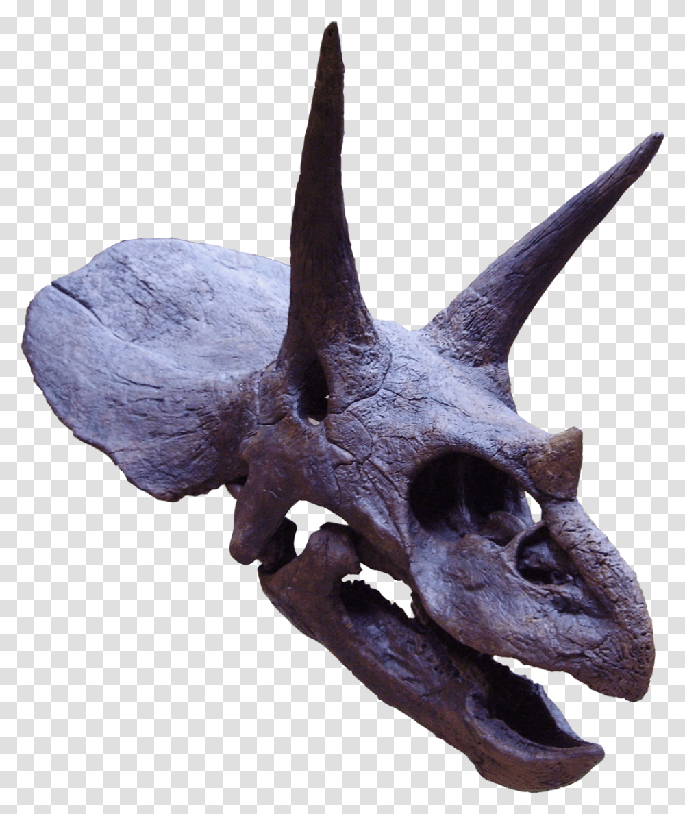 Triceratops Triceratops Head, Dinosaur, Reptile, Animal, Antelope Transparent Png