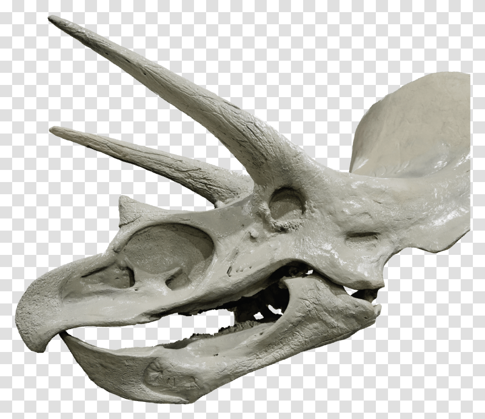 Tricerotops Head Skull, Axe, Tool, Animal, Bird Transparent Png