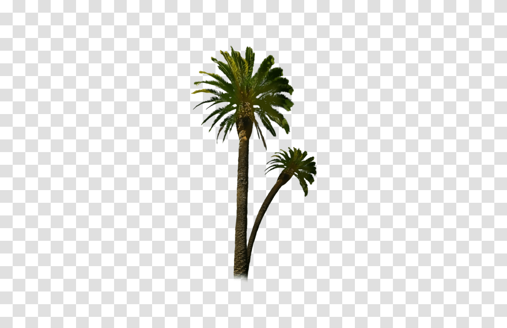 Trickswalaa, Palm Tree, Plant, Arecaceae Transparent Png