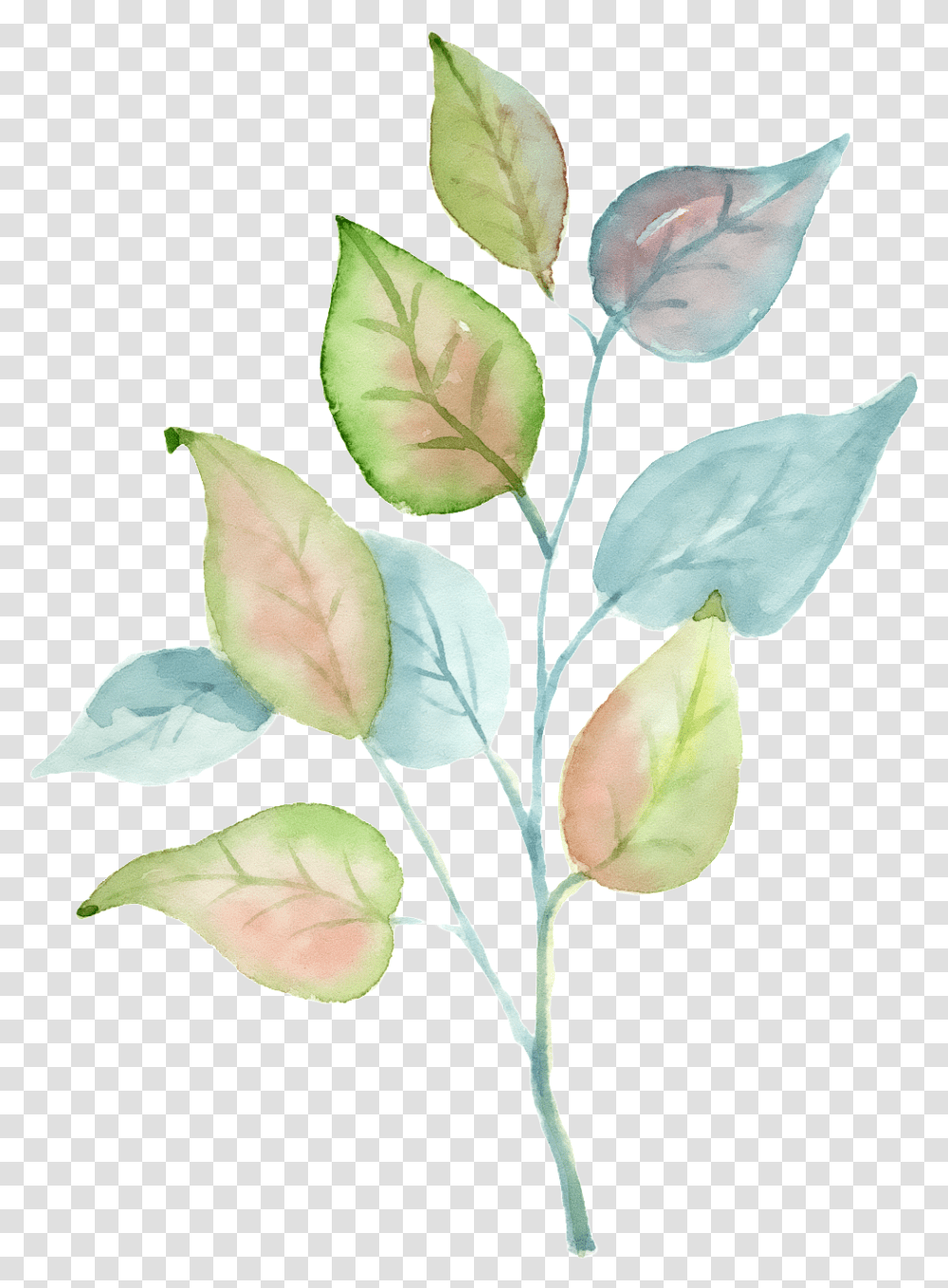 Tricolor Rose, Leaf, Plant, Annonaceae, Tree Transparent Png
