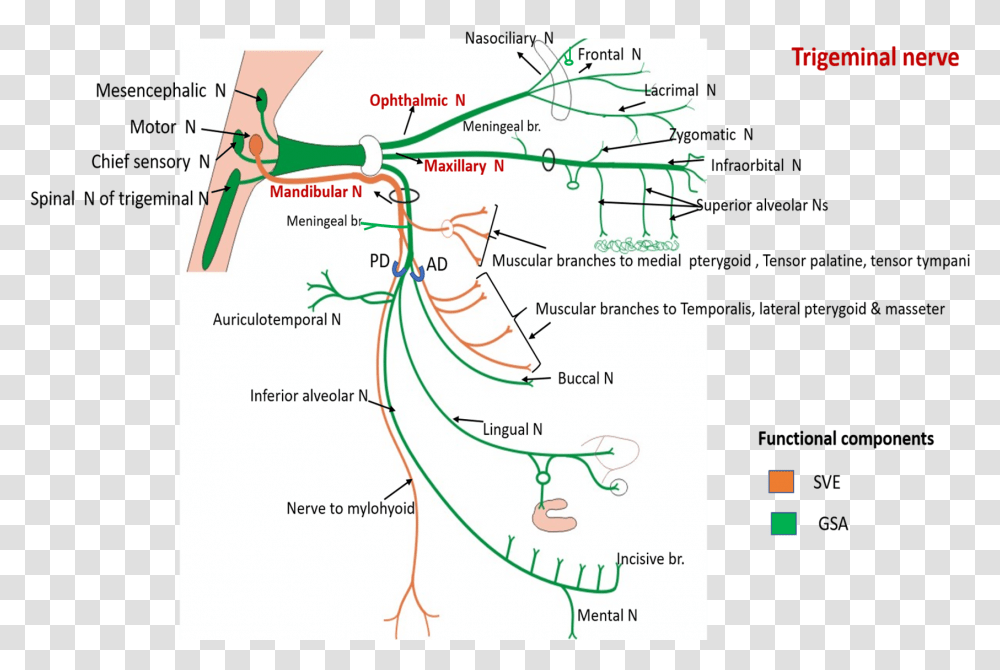 Trigeminal Nerve Course And Branches Of Trigeminal Nerve, Plot, Diagram, Map, Water Transparent Png