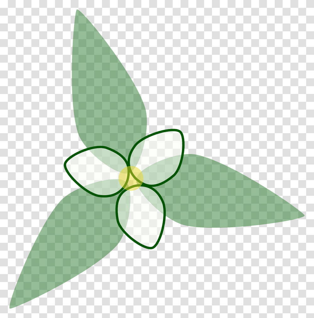 Trillium Flower Background, Plant, Leaf, Bud, Sprout Transparent Png