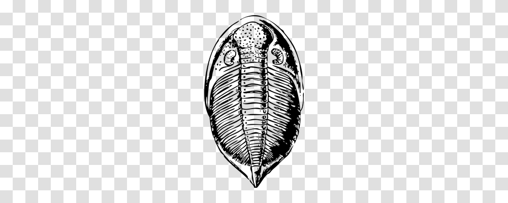 Trilobite Nature, Gray, World Of Warcraft Transparent Png