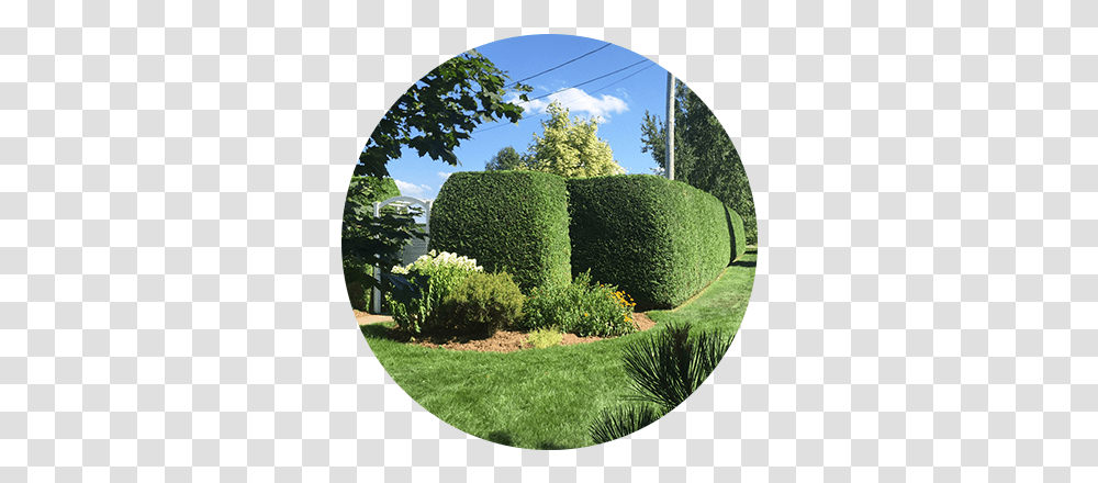 Trim Hedge, Plant, Fence, Bush, Vegetation Transparent Png