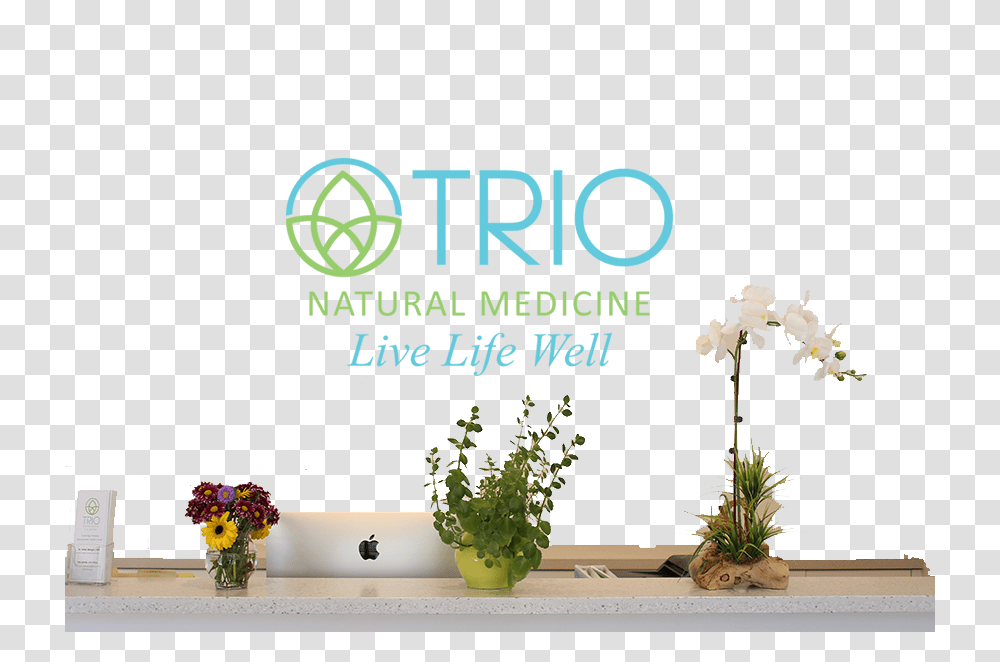 Trio Natural, Plant, Flower, Flower Arrangement Transparent Png