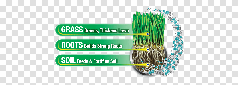 Triple Action Lawn Fertilizer Vertical, Plant, Text, Wiring, Root Transparent Png