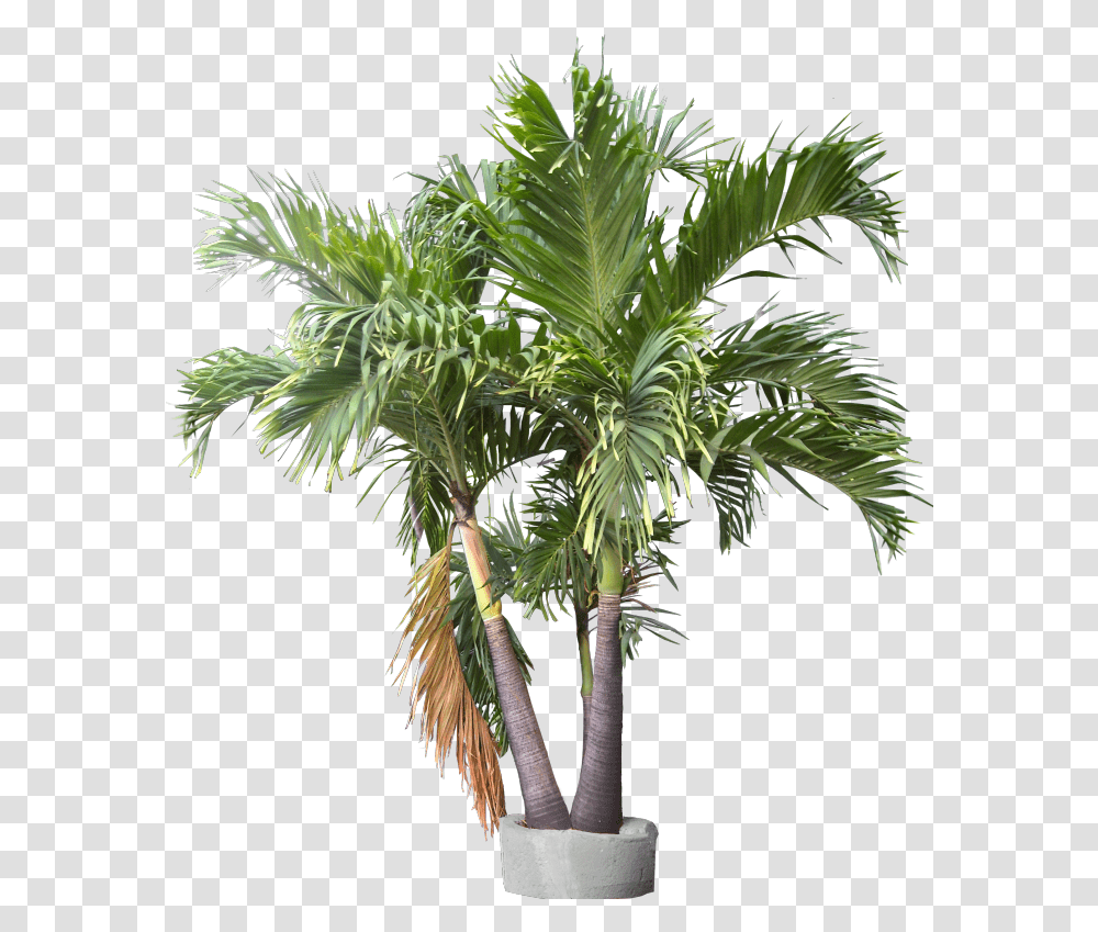 Triple Trunk Container Plant Images Trunks Container Tropical Plants Palm, Tree, Palm Tree, Arecaceae Transparent Png