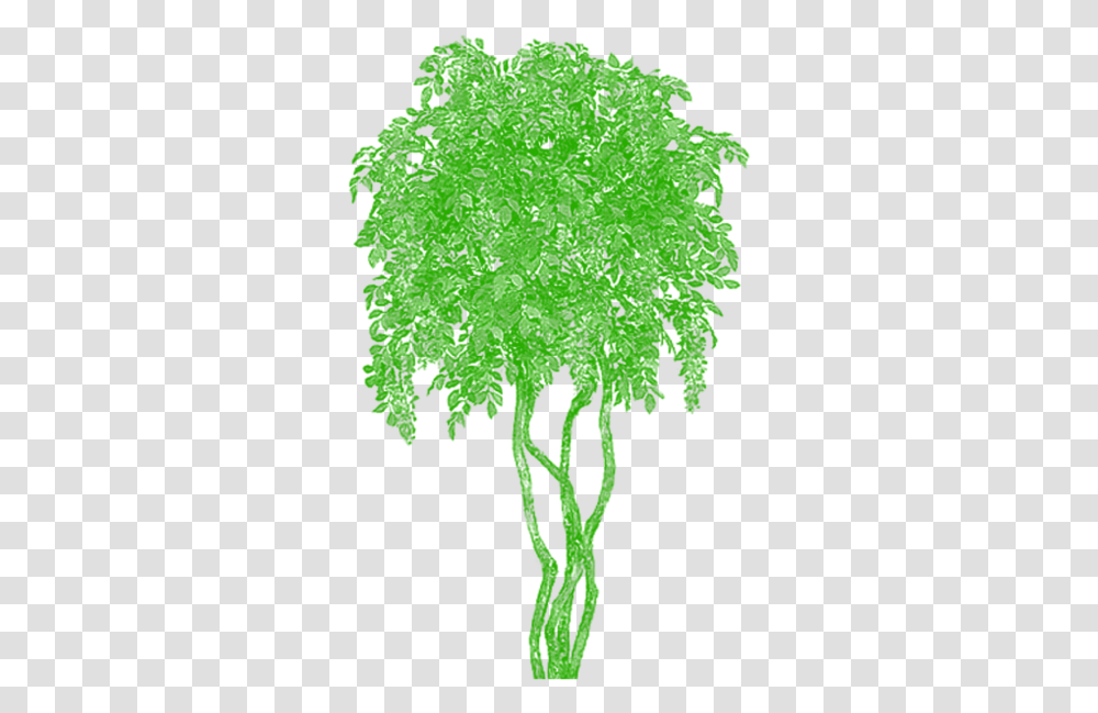 Trippy Tree, Green, Leaf, Plant, Silhouette Transparent Png