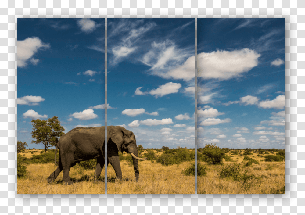 Triptych Elephant Sky Indian Elephant, Wildlife, Mammal, Animal, Nature Transparent Png
