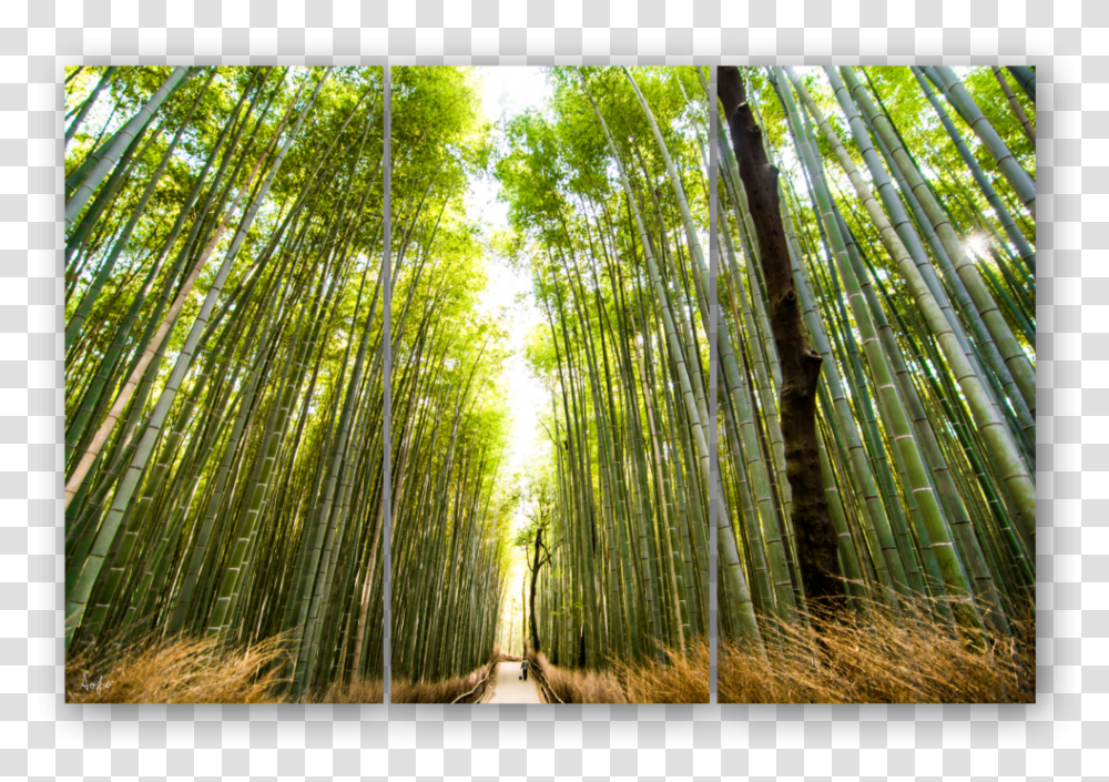 Triptych Template2 Bamboo, Plant, Outdoors Transparent Png