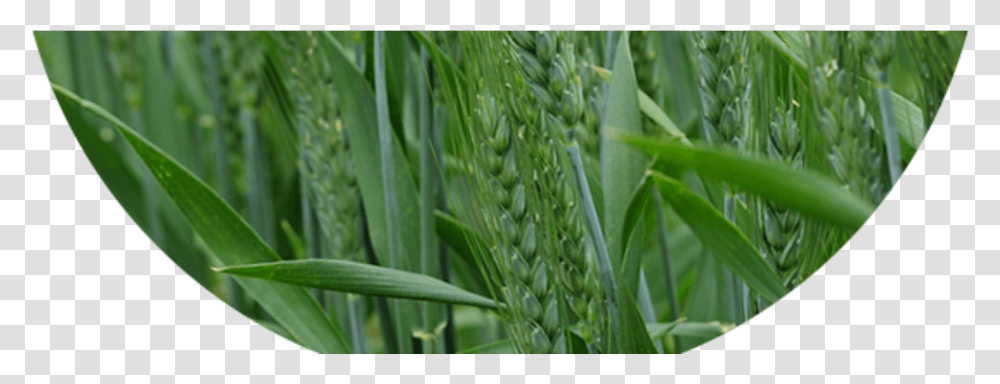Triticale, Plant, Grass, Vegetation, Lawn Transparent Png