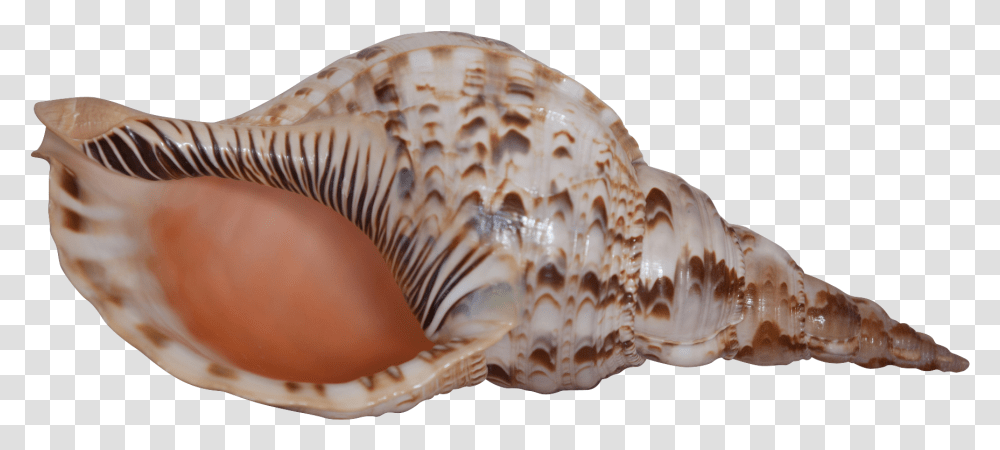 Triton Pacific 12, Conch, Seashell, Invertebrate, Sea Life Transparent Png