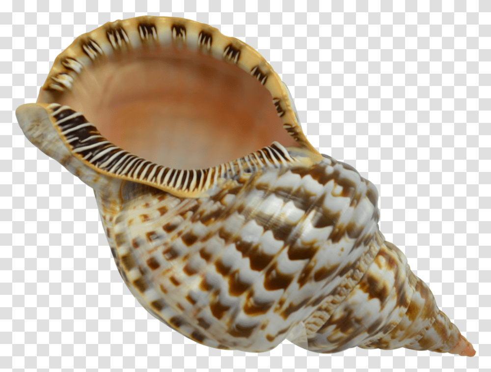 Triton Shell, Seashell, Invertebrate, Sea Life, Animal Transparent Png