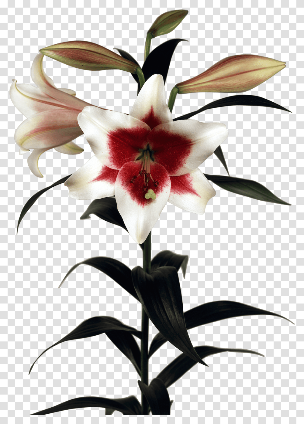 Triumphator Lily, Plant, Flower, Blossom, Amaryllis Transparent Png