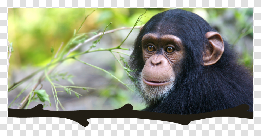 Troglodytes Troglodytes Pan Chimpanz, Ape, Wildlife, Mammal, Animal Transparent Png