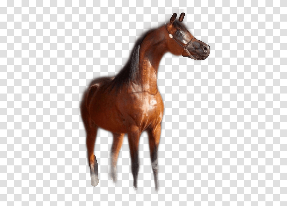 Trojan Horse Clipart Sorrel, Mammal, Animal, Colt Horse, Head Transparent Png