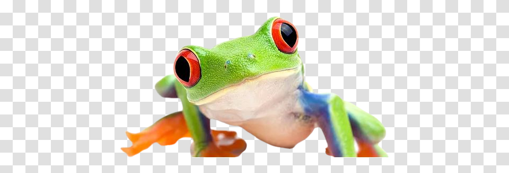 Trollface Gaming Issue 1 Guy1524dxvk Nativeheaders Red Eyed Tree Frog White Background, Amphibian, Wildlife, Animal, Person Transparent Png