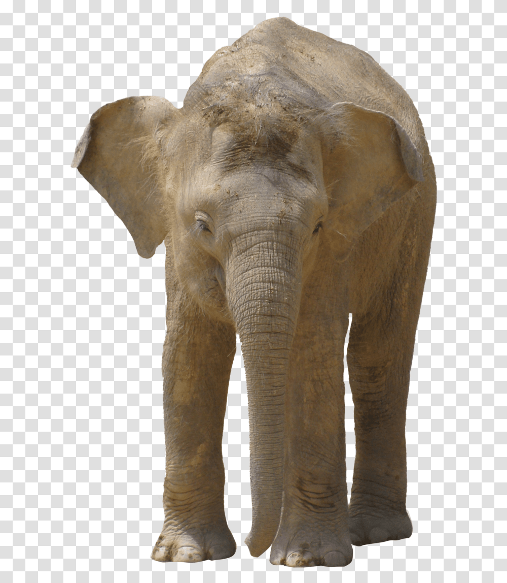Trompa De Elefante, Elephant, Wildlife, Mammal, Animal Transparent Png