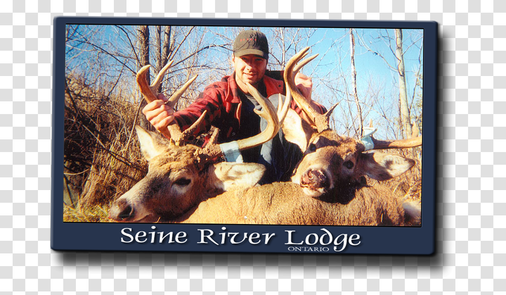 Trophy Hunting, Elk, Deer, Wildlife, Mammal Transparent Png