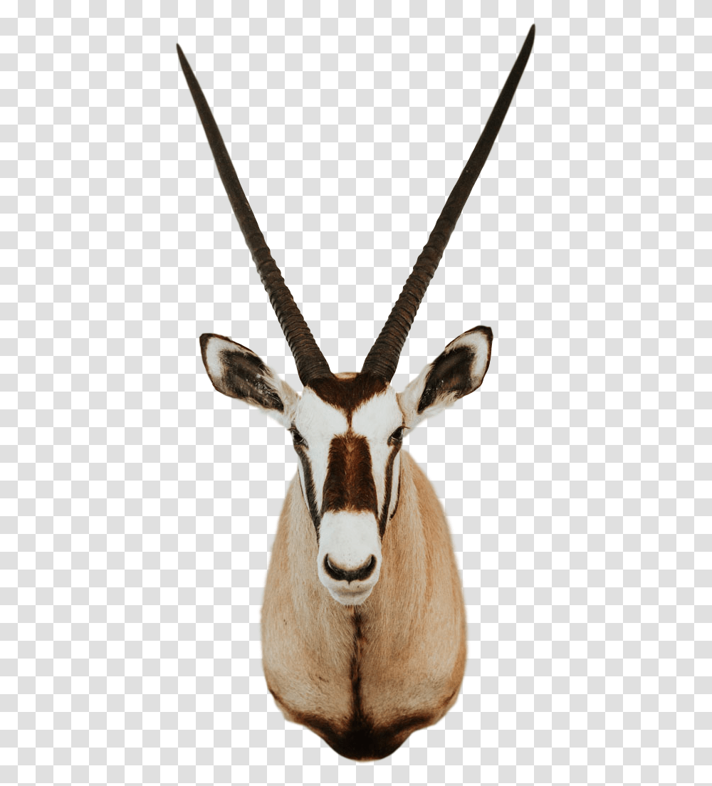 Trophy Room Collection Gemsbok Head, Antelope, Wildlife, Mammal, Animal Transparent Png