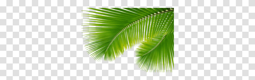 Tropical 1 Image Tropical, Green, Leaf, Plant, Tree Transparent Png