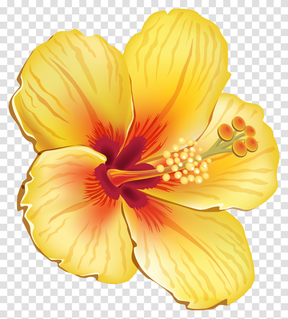 Tropical And Vectors For Free Hawaiian Tropical Flowers, Plant, Hibiscus, Blossom, Fungus Transparent Png