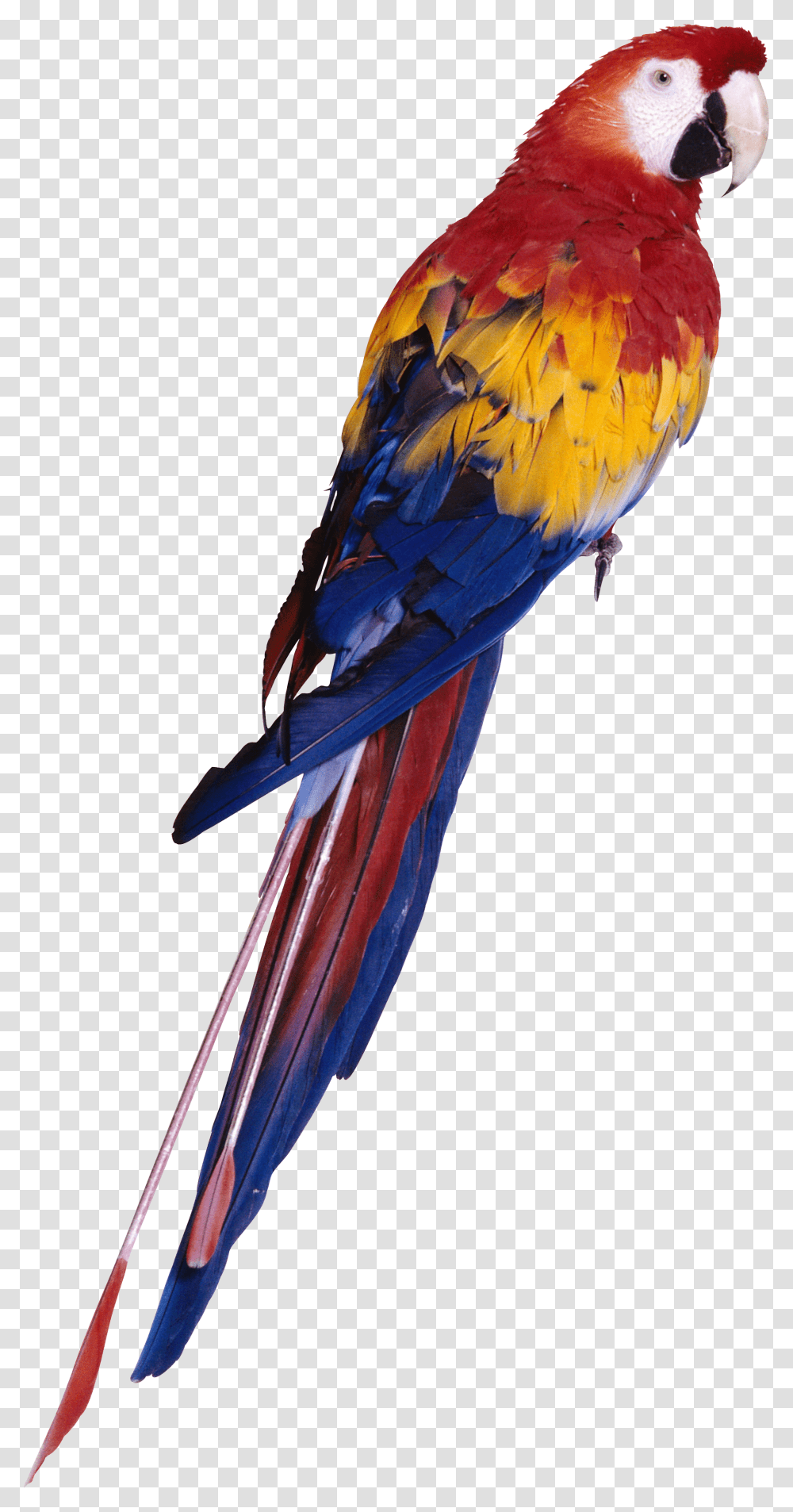 Tropical Animals Parrot Full Hd Transparent Png