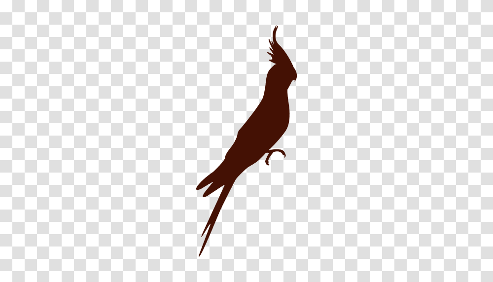 Tropical Bird Silhouette, Animal, Person, Human, Flying Transparent Png