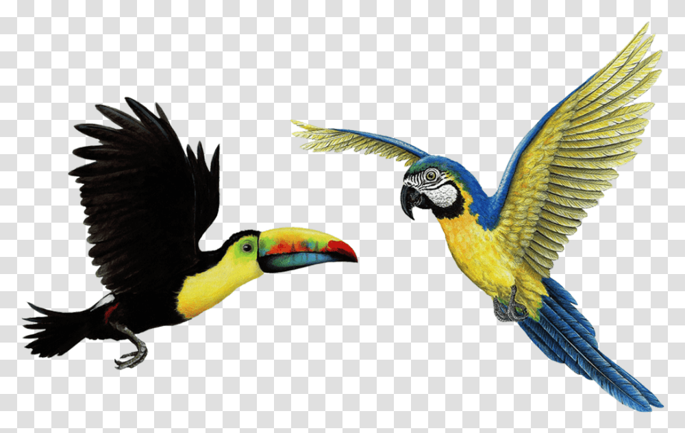 Tropical Bird & Clipart Free Download Ywd Tropical Bird, Animal, Beak, Toucan Transparent Png