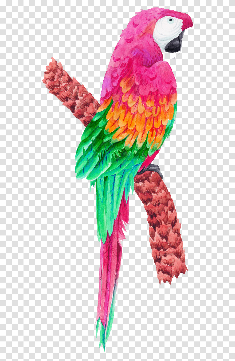 Tropical Birds Hd Download Download Tropical Birds Clipart Pink, Macaw, Parrot, Animal, Chicken Transparent Png