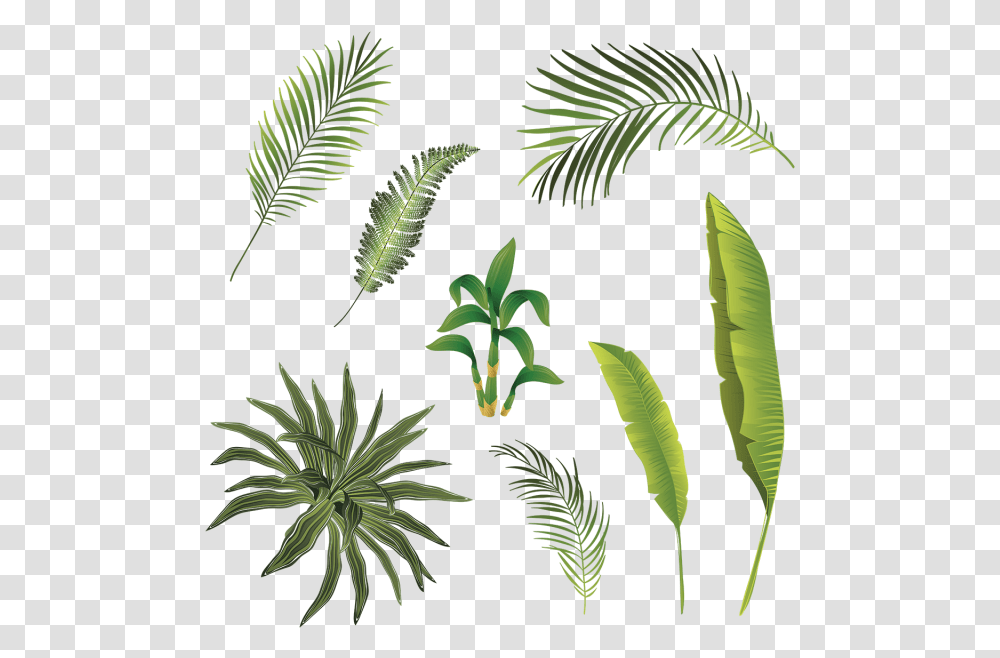 Tropical Branch And Leaves Collection Watercolor Palm Svg, Vegetation, Plant, Leaf, Green Transparent Png